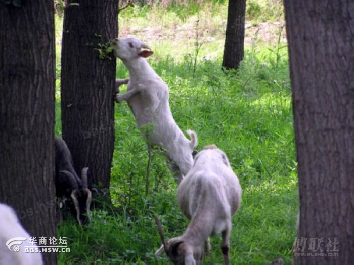 外国的山羊能上树咧,中国的山羊才刚学爬树呢!