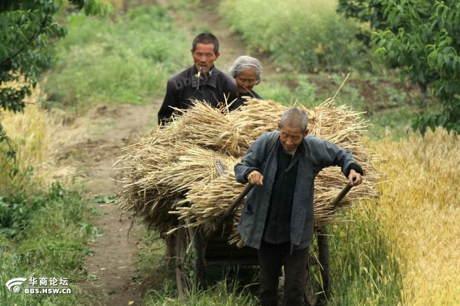 麦收时,请为勤劳的父母回家