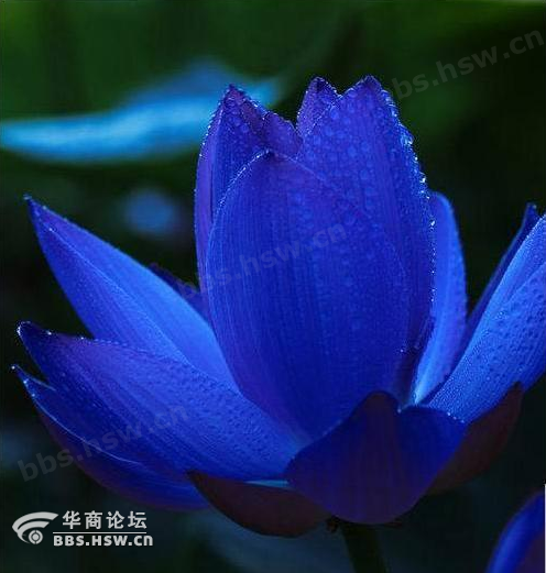 古埃及人很早就把蓝莲花作为生命的象征,永不凋谢的蓝莲花,如同生命
