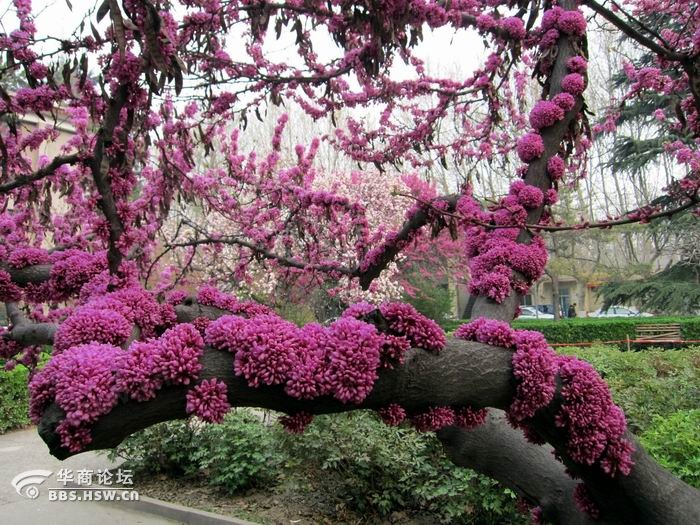 西安最大的紫荆花树在交大