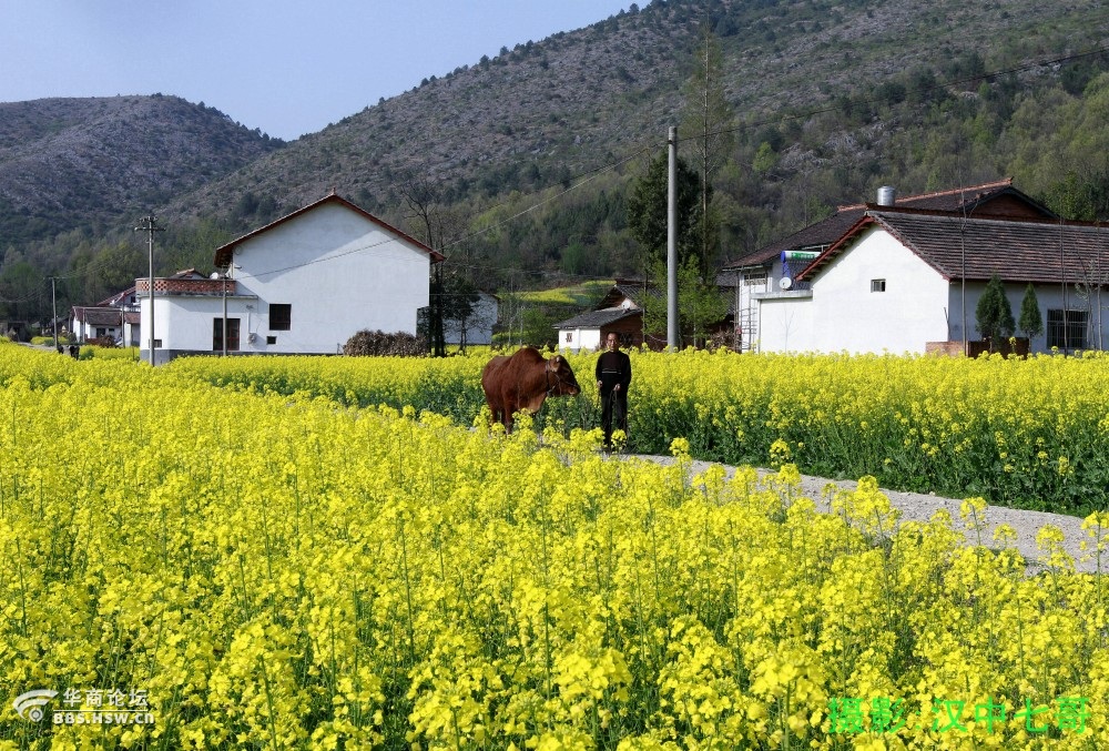 陈村春色-南郑县阳春镇陈村水库d.