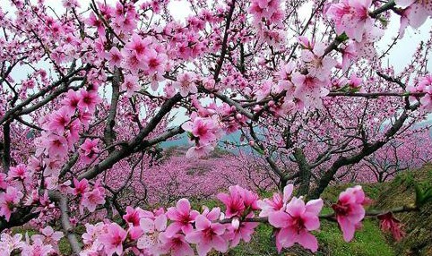 【羚羊户外】4月11日秦岭南北大穿越4月12日春之山 花之海仙坪赏桃花