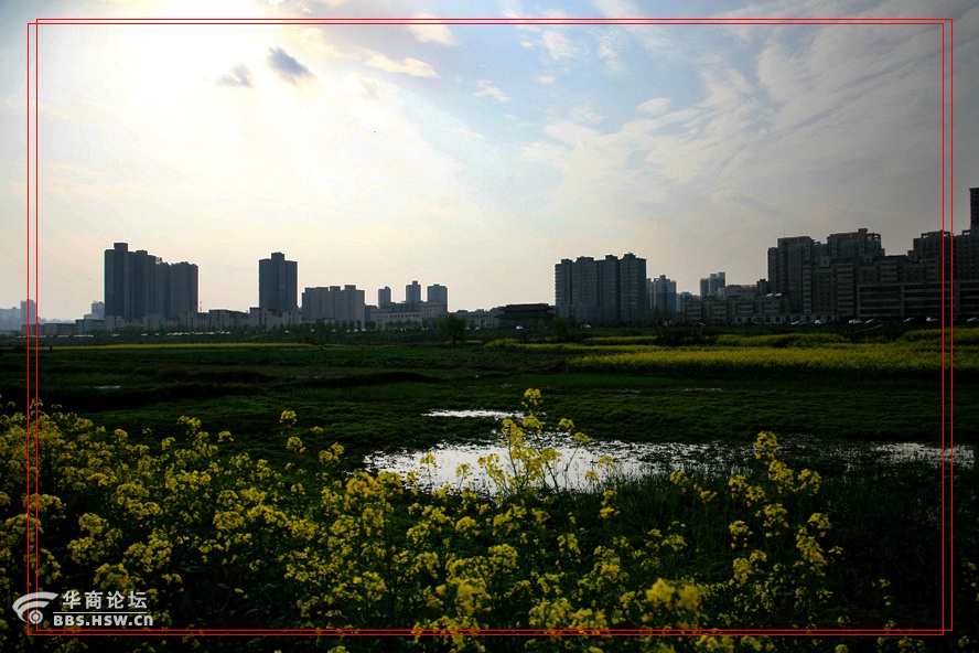 河滩油菜花海城市田园风光