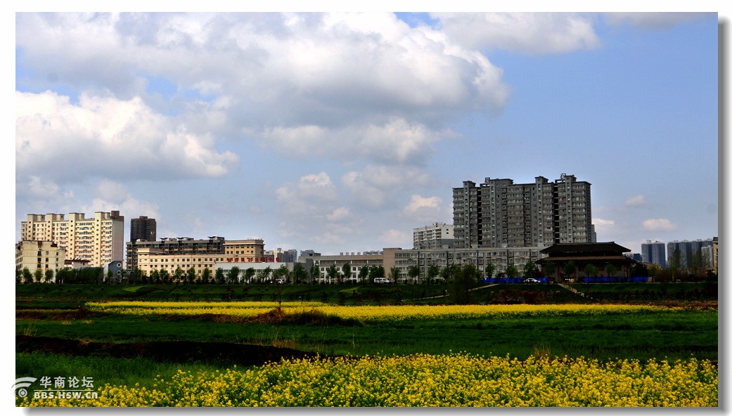 河滩油菜花海城市田园风光