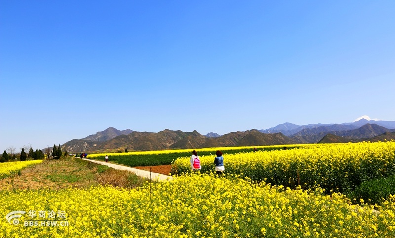 蓝田玉山的花海