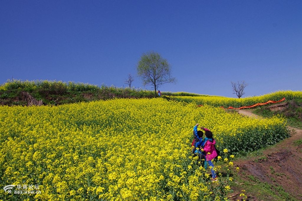 杨庄油菜花享受自然之美