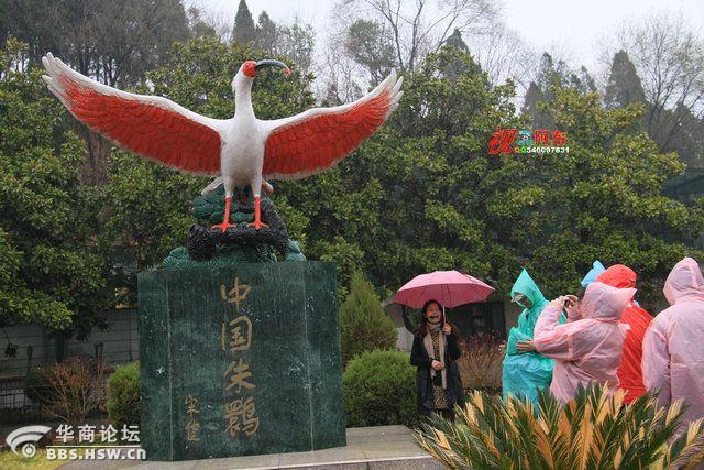 洋县之旅:朱鹮生态园 人鸟和谐的自然美(组图)