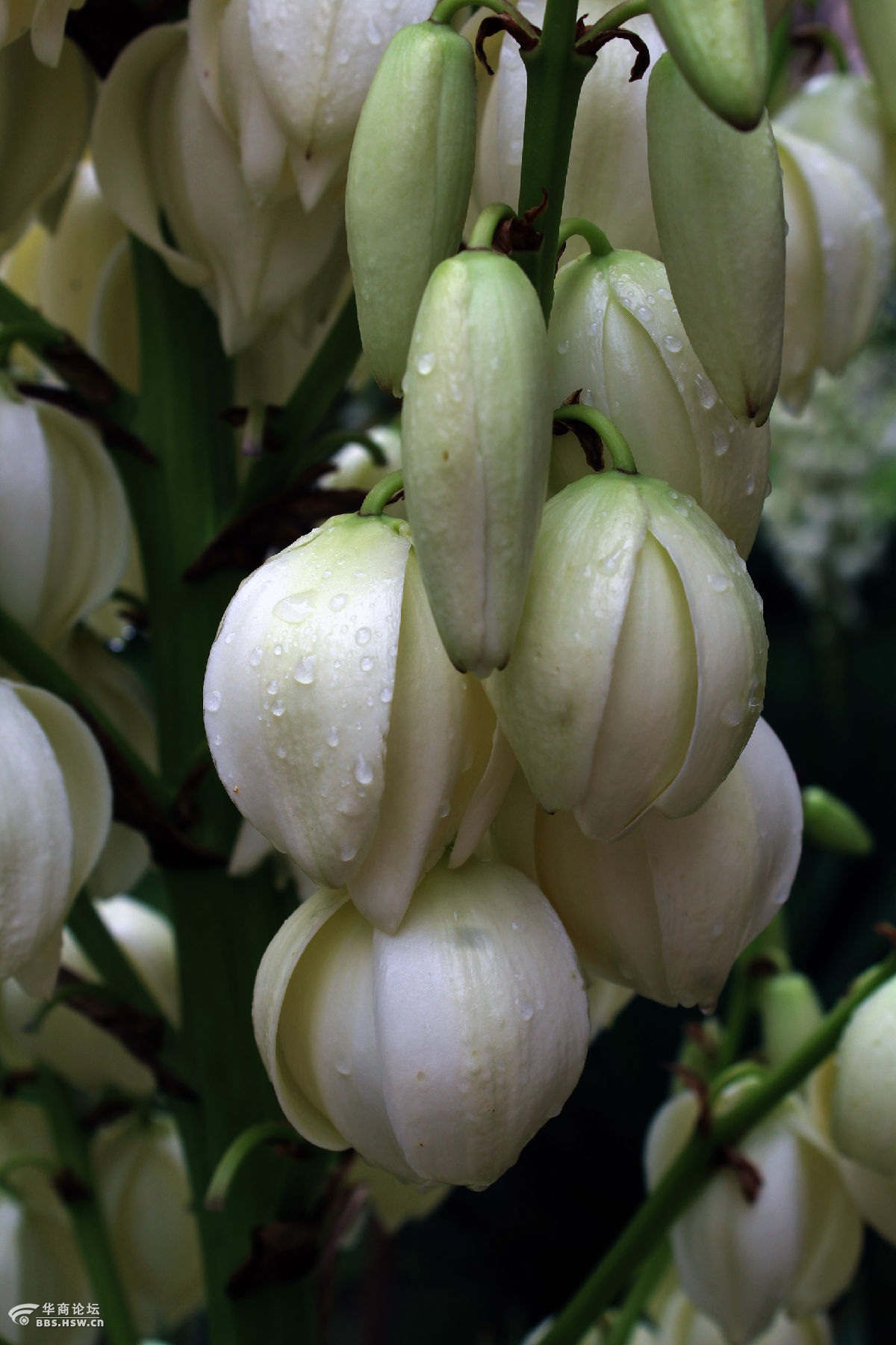 雨露剑兰花更洁