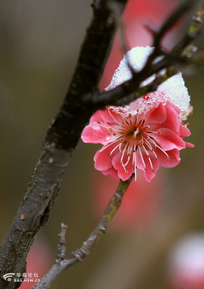 2015过年元宵节雪压梅花花更红