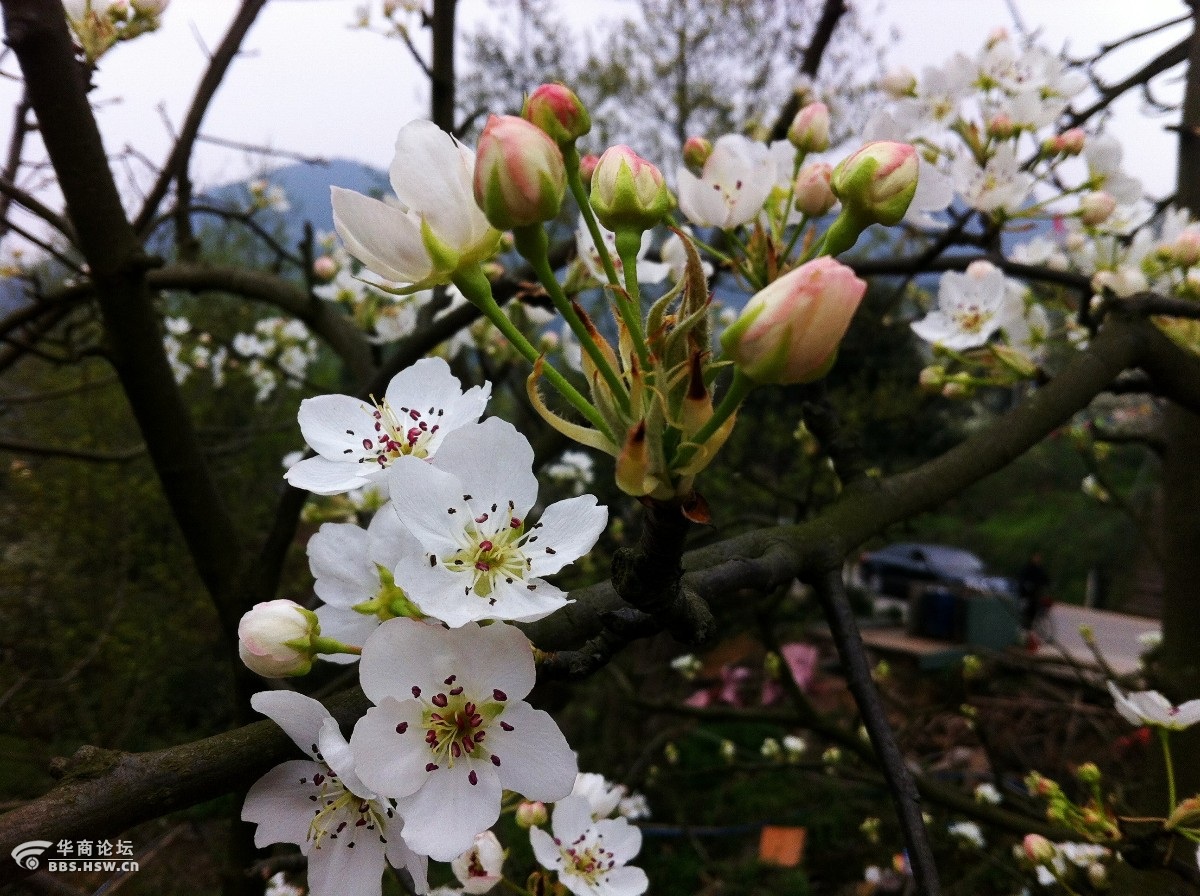 新津梨花溪