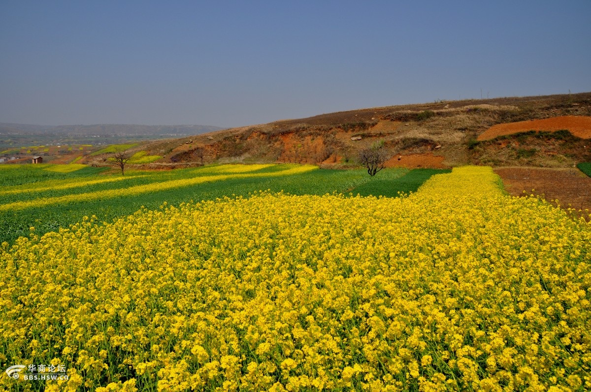 蓝田油菜花观赏地图片