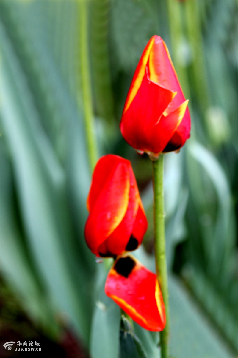 红鹦鹉郁金香图片
