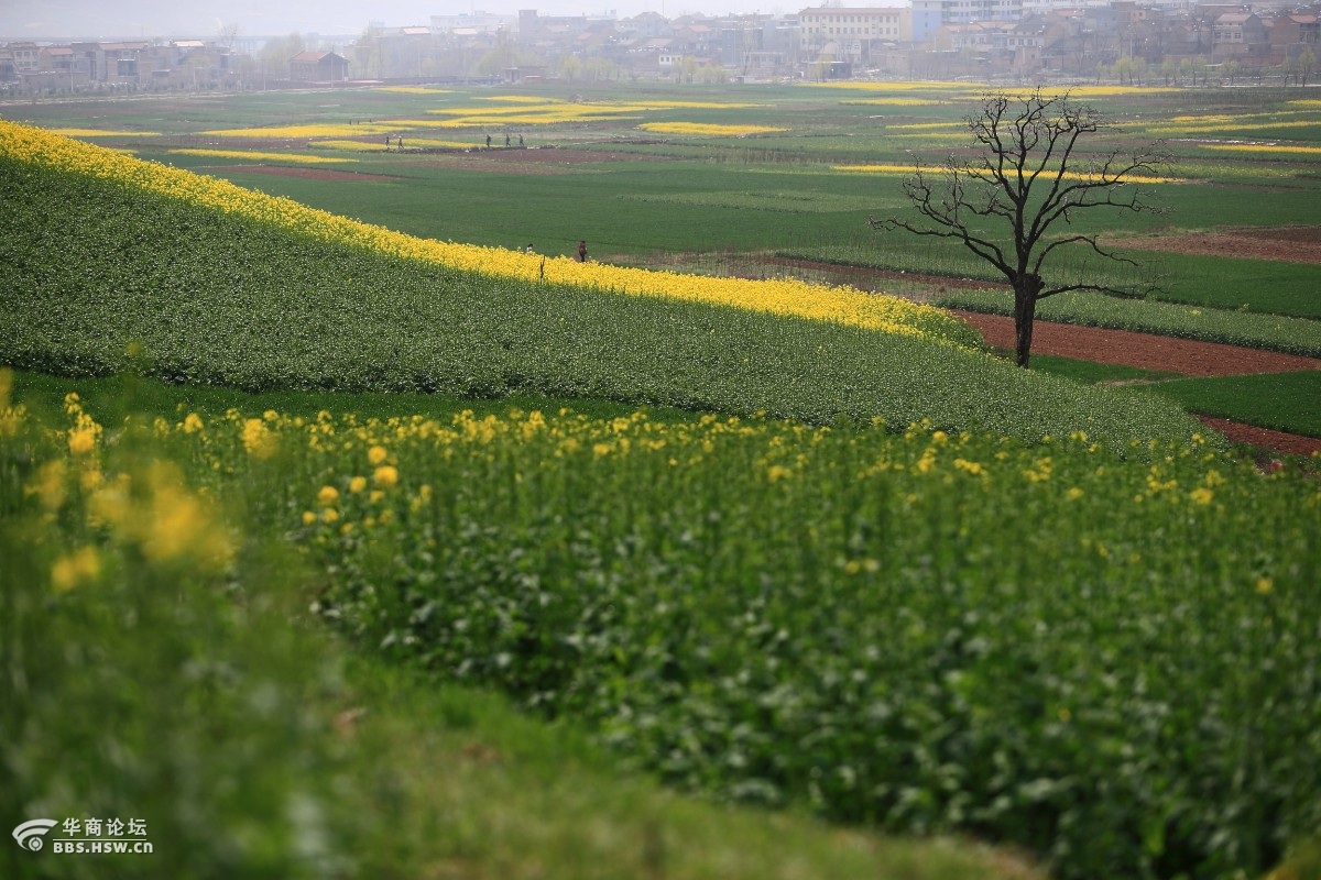 蓝田油菜花观赏地图片