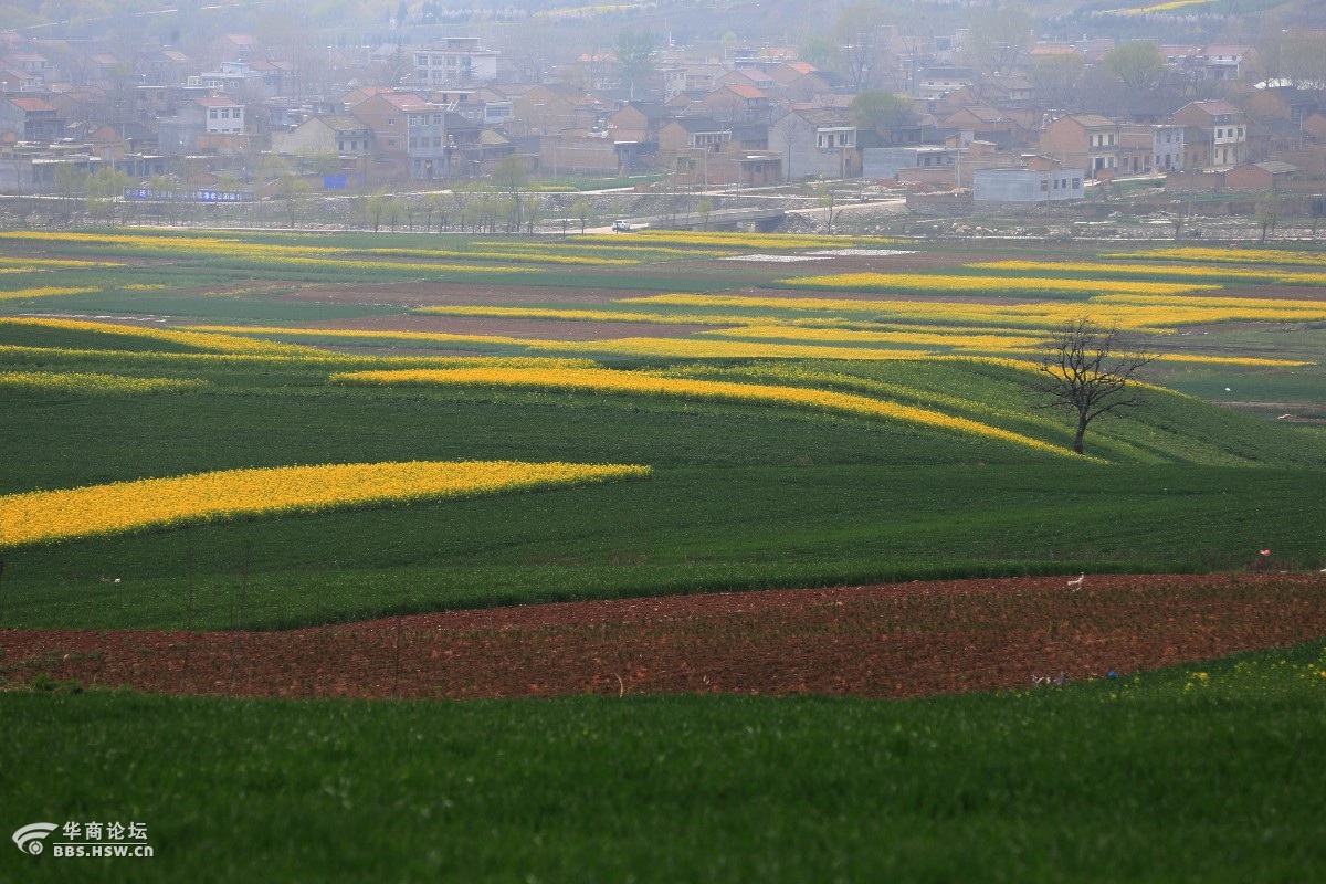 蓝田油菜花观赏地图片