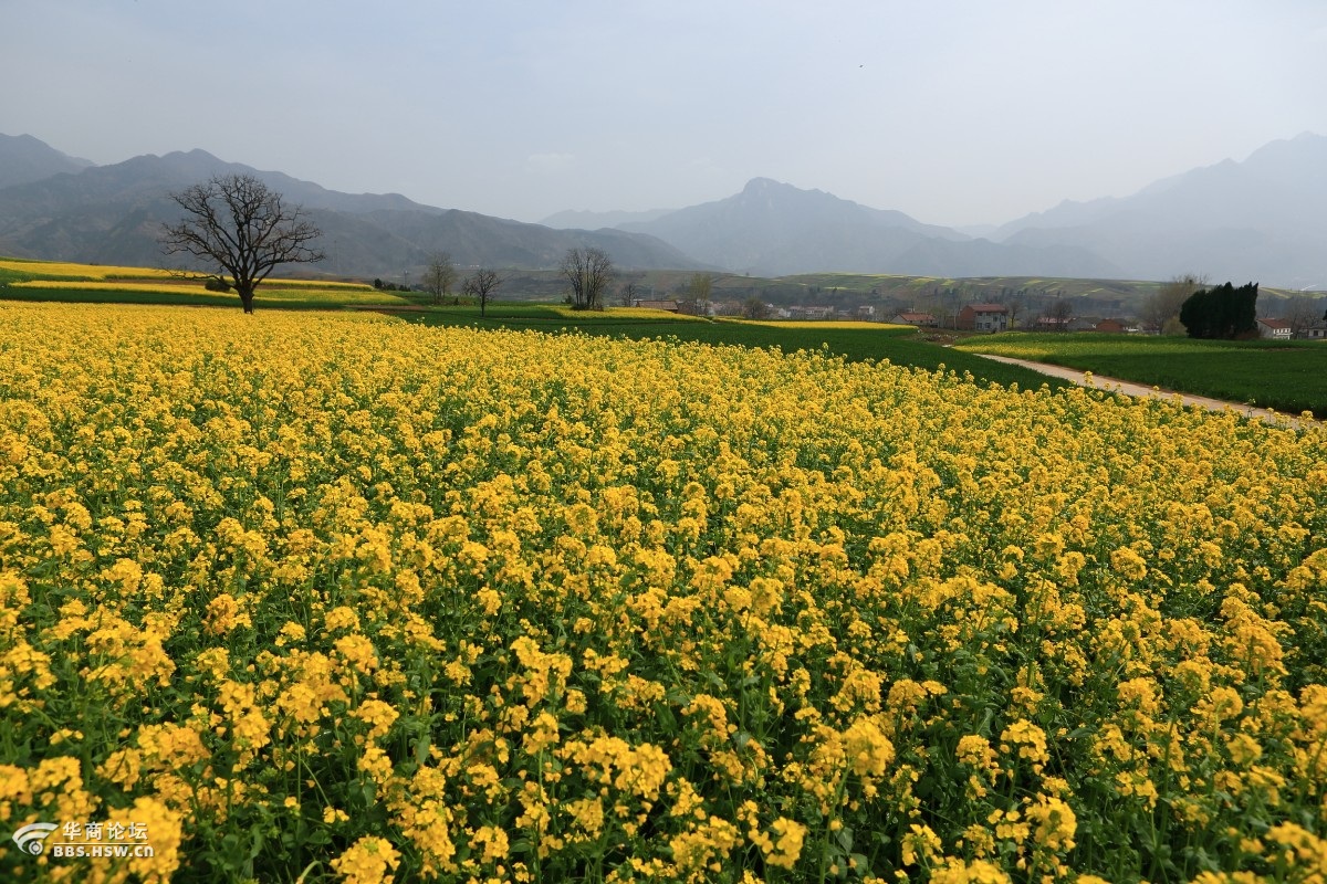 蓝田油菜花观赏地图片