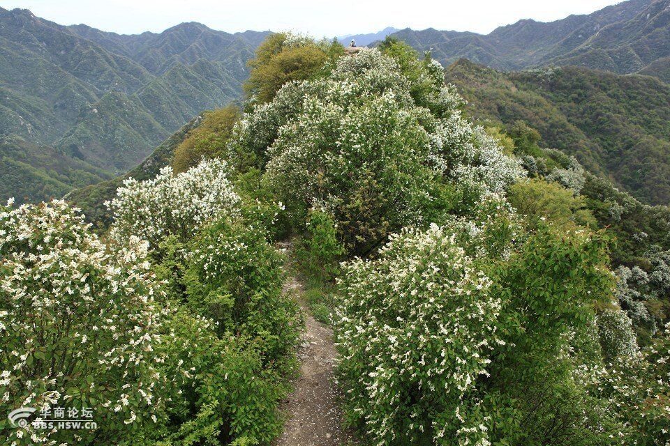 龙柏的花的颜色,形状图片