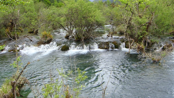 遊山玩水 九寨溝 [打印本頁] 登錄 註冊 回覆主題 發表主題 水中佳人