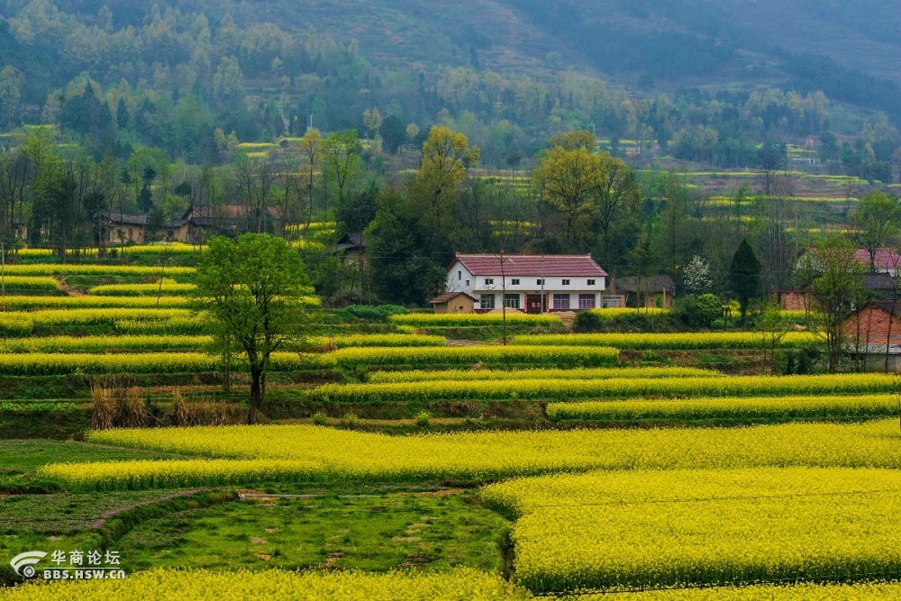 汉中盆地油菜花海中的美丽村庄