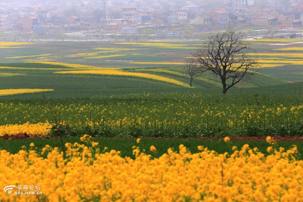 蓝田油菜花观赏地图片